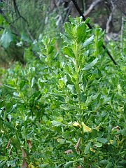 baccharis pilularis